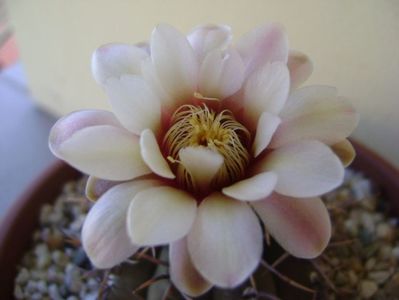 Gymnocalycium ochoterenae v. cinereum