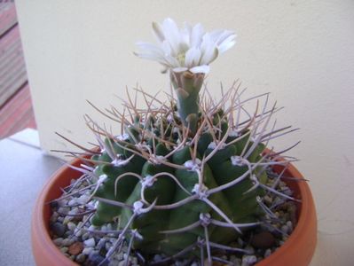 Gymnocalycium intermedium