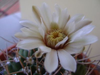 Gymnocalycium intermedium