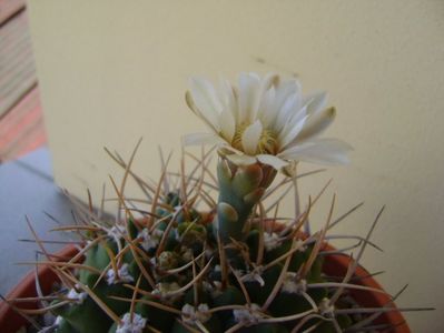 Gymnocalycium intermedium