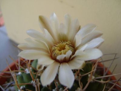 Gymnocalycium intermedium