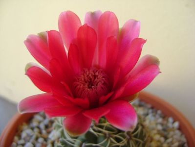 Gymnocalycium baldianum