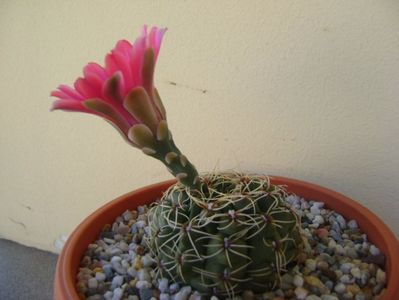 Gymnocalycium baldianum