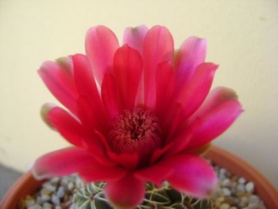 Gymnocalycium baldianum