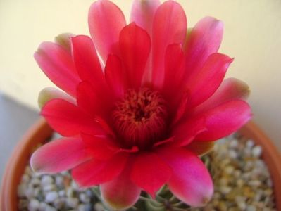 Gymnocalycium baldianum