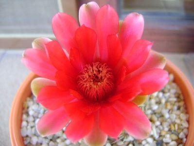 Gymnocalycium baldianum