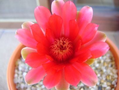 Gymnocalycium baldianum