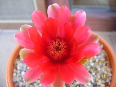 Gymnocalycium baldianum