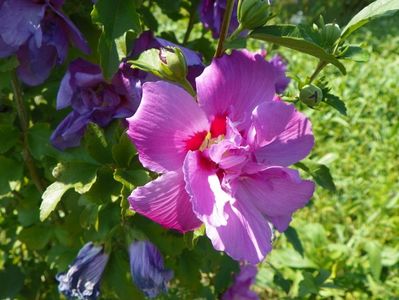 hibiscus Duc de Brabant