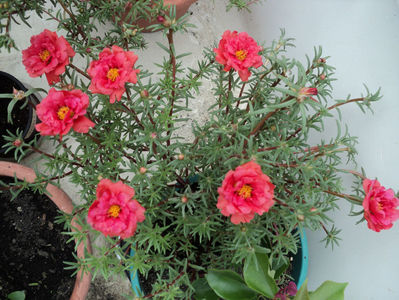 portulaca