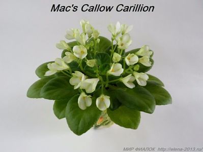 Mac's callow carillion