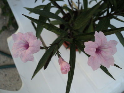 ...petunia mexicana