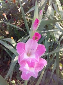 ULTIMA GLADIOLA DIN ACEST AN