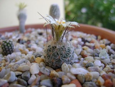 Turbinicarpus krainzianus v. lausseri