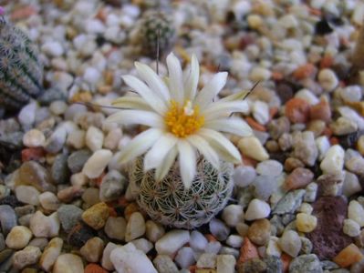 Turbinicarpus krainzianus v. lausseri