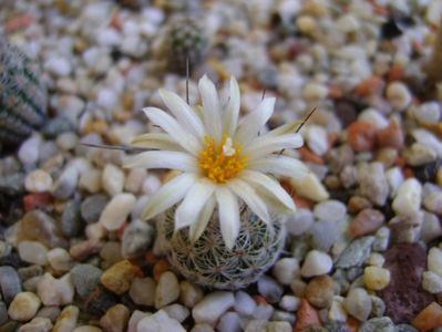 Turbinicarpus krainzianus v. lausseri