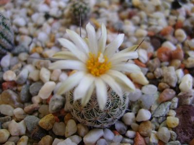 Turbinicarpus krainzianus v. lausseri