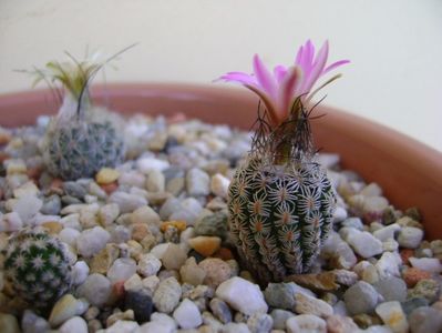 Turbinicarpus dickisoniae