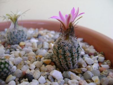 Turbinicarpus dickisoniae