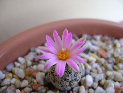 Turbinicarpus dickisoniae