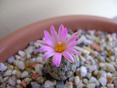 Turbinicarpus dickisoniae