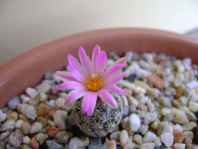 Turbinicarpus dickisoniae