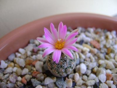 Turbinicarpus dickisoniae