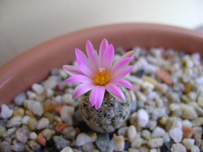 Turbinicarpus dickisoniae