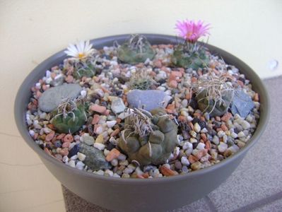 Grup de 7 Turbinicarpus; Turbini. graminispinus
Turbini. klinkerianus
Turbini. schwarzii v. rubriflorus
Turbini. pachystele
Turbini. macrochele 
Turbini. macrochele v. kupcakii                  
Turbini. roseiflorus
