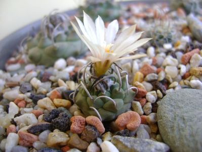 Turbinicarpus pachystele