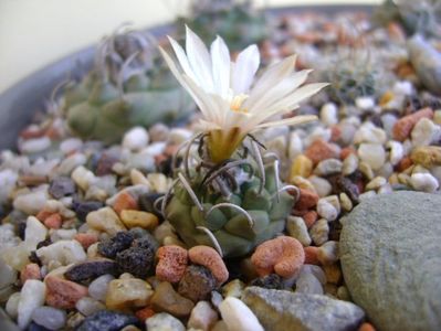 Turbinicarpus pachystele