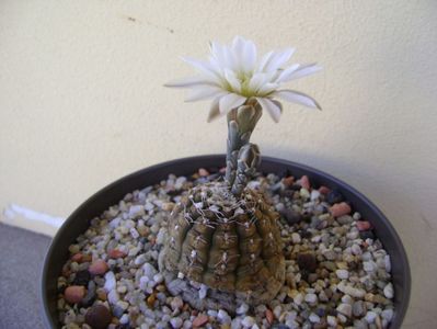 Gymnocalycium ragonesei