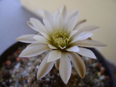 Gymnocalycium ragonesei