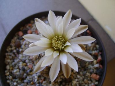 Gymnocalycium ragonesei