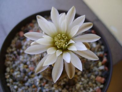 Gymnocalycium ragonesei