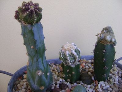 Grup de 3 cactusi altoiti; Aztekium valdezii Linares, Nuevo León, Mx,
Blossfeldia liliputana, 
Astrophytum myriostigma cv Fukuryu reticulatus
