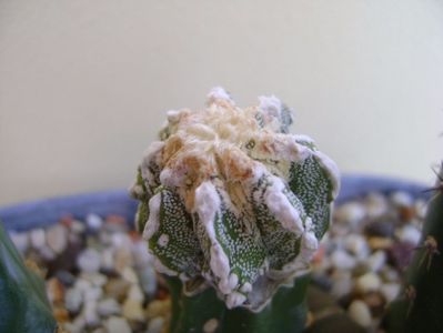 Astrophytum myriostigma cv. Fukuryu reticulatus