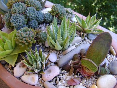 Mix de suculente; Ag. lophantha quadricolor,
Aloe humilis, Aloe aculeata,
Gasteria glomerata, 
Haw. cymbiformis, Haw. limifolia, Haw. fasciata, Haw. angustifolia, 
Echeveria setosa v. deminuta
Titanopsis calcarea
