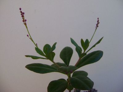 Talinum paniculatum