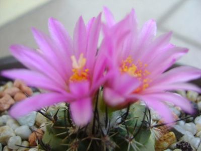 Turbinicarpus viereckii