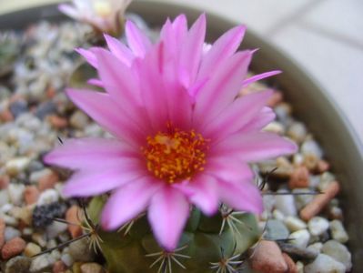 Turbinicarpus viereckii