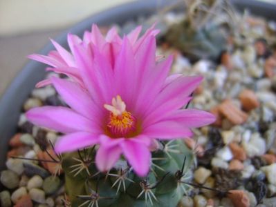 Turbinicarpus viereckii