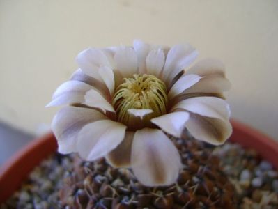 Gymnocalycium obductum