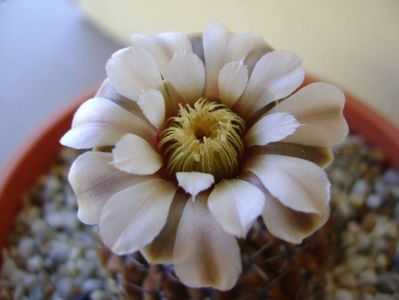 Gymnocalycium obductum