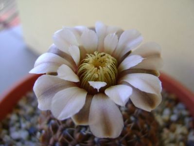 Gymnocalycium obductum