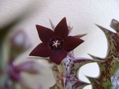 Orbea decaisneana hb.