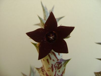 Orbea decaisneana hb.