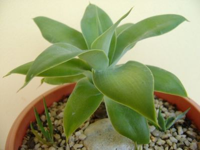 Agave attenuata & grup de 3 agave din seminte