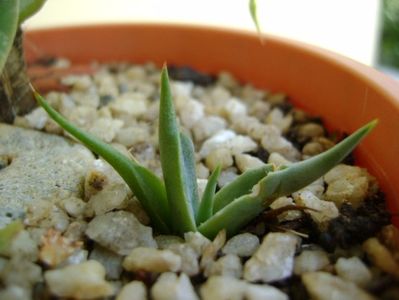 Agave attenuata & grup de 3 agave din seminte