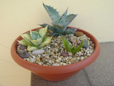 Grup de 3 agave mici; Agave colorata
Agave isthmensis cv. Orhi Razin Shirifukurin
Agave victoriae-reginae
